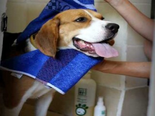 veterinar-na-dom-v-kolomne-predlozenie-uslugi-v-obieiavlenii-u23390790-na-baraxlanet