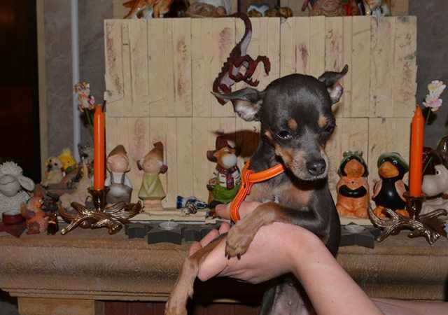 veterinar-na-dom-v-kolomne-predlozenie-uslugi-v-obieiavlenii-u23390790-na-baraxlanet-big-1