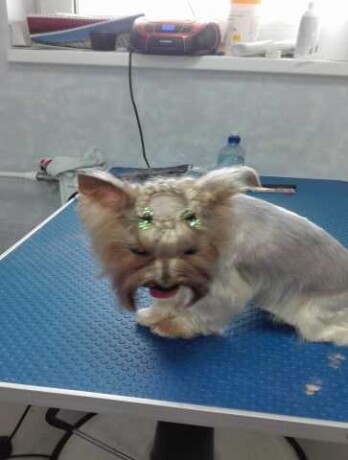 veterinar-na-dom-v-kolomne-predlozenie-uslugi-v-obieiavlenii-u23390790-na-baraxlanet-big-3