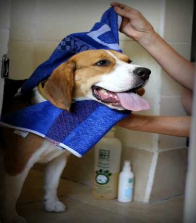 veterinar-na-dom-v-kolomne-predlozenie-uslugi-v-obieiavlenii-u23390790-na-baraxlanet-big-0