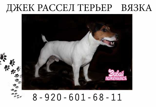 zabotlivyi-grumer-v-moskve-predlozenie-uslugi-v-obieiavlenii-u23261640-na-baraxlanet-big-2
