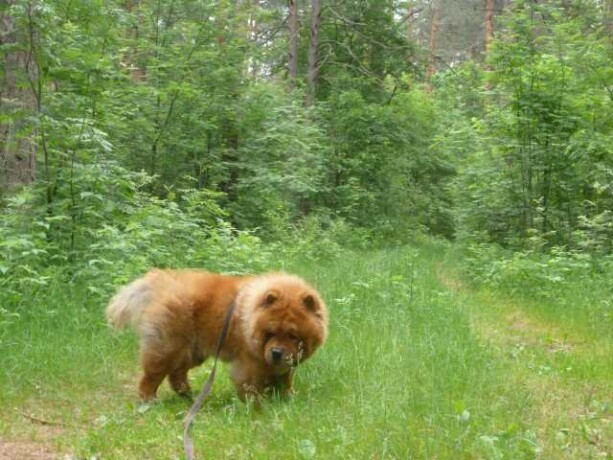 individualnaia-dressirovka-sobak-v-zelenograde-predlozenie-uslugi-v-obieiavlenii-u23100416-na-baraxlanet-big-4