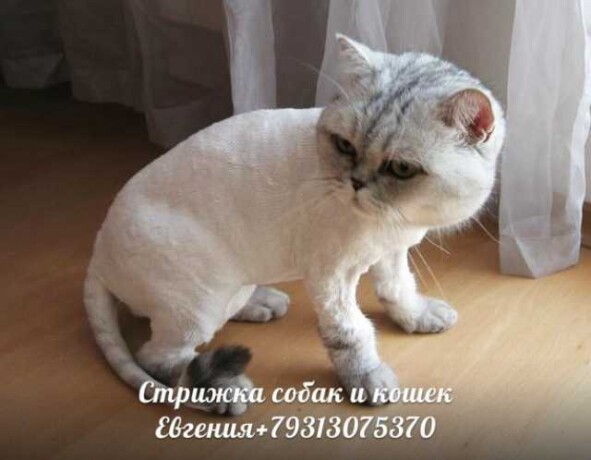 amstaf-v-ivanovo-predlozenie-uslugi-v-obieiavlenii-u23092424-na-baraxlanet-big-5