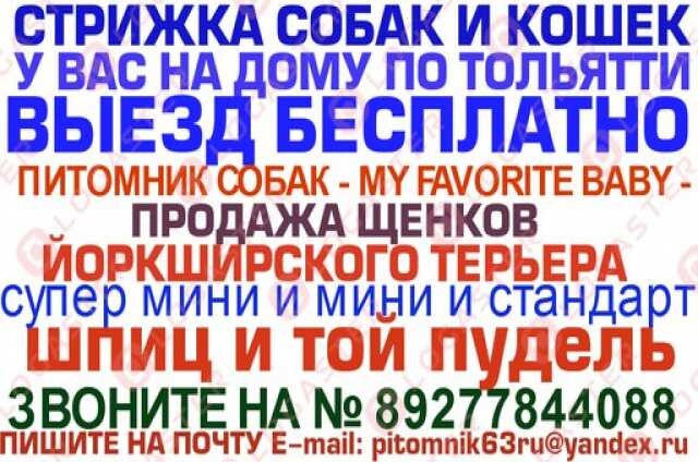 strizka-sobak-i-kosek-u-vas-doma-v-toliatti-predlozenie-uslugi-v-obieiavlenii-u23037991-na-baraxlanet-big-1