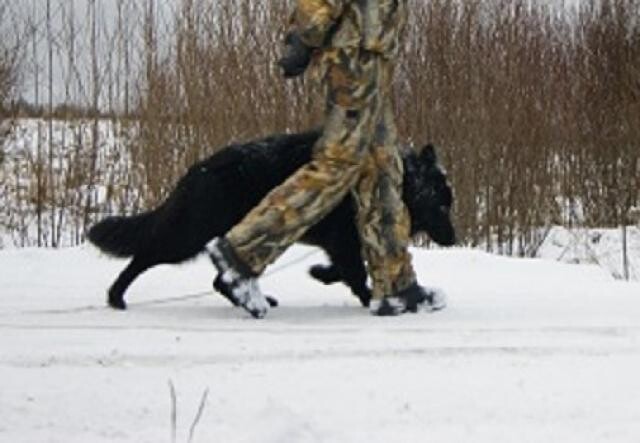 angliiskii-kokker-spanielkobel-v-irkutske-predlozenie-uslugi-v-obieiavlenii-u21822970-na-baraxlanet-big-0