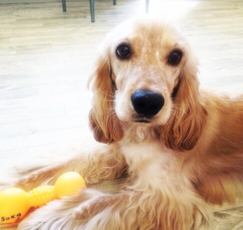 angliiskii-kokker-spanielkobel-v-irkutske-predlozenie-uslugi-v-obieiavlenii-u21822970-na-baraxlanet-big-4