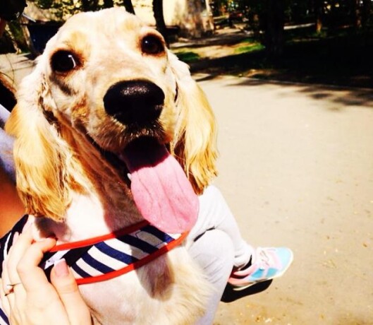 angliiskii-kokker-spanielkobel-v-irkutske-predlozenie-uslugi-v-obieiavlenii-u21822970-na-baraxlanet-big-3