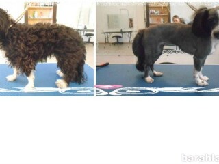 mops-zdet-nevest-v-ekaterinburge-predlozenie-uslugi-v-obieiavlenii-u21719583-na-baraxlanet