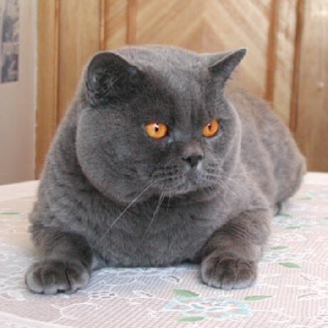 ctrizka-kosek-i-sobak-v-celiabinske-predlozenie-uslugi-v-obieiavlenii-u20131595-na-baraxlanet-big-2
