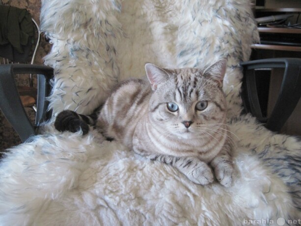 professionalnaia-veterinarnaia-pomoshh-v-serpuxove-predlozenie-uslugi-v-obieiavlenii-u18573593-6856877-na-baraxlanet-big-3