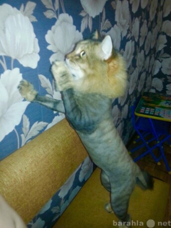 professionalnaia-veterinarnaia-pomoshh-v-serpuxove-predlozenie-uslugi-v-obieiavlenii-u18573593-6856877-na-baraxlanet-big-1