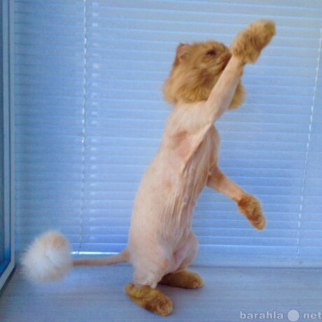 professionalnaia-veterinarnaia-pomoshh-v-serpuxove-predlozenie-uslugi-v-obieiavlenii-u18573593-6856877-na-baraxlanet-big-0