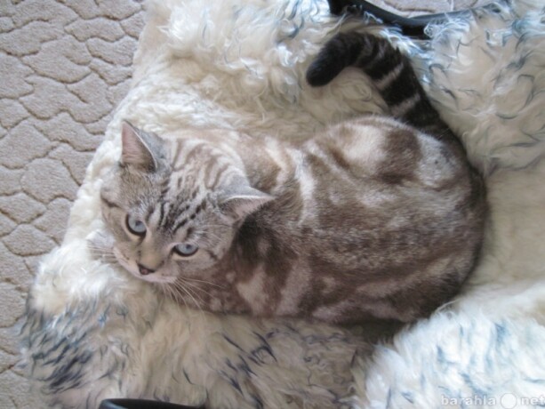 veterinarnaia-pomoshh-na-domu-v-podolske-predlozenie-uslugi-v-obieiavlenii-u18572670-6856441-na-baraxlanet-big-2