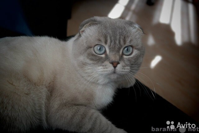 vyzov-veterinarnogo-vraca-na-dom-v-klimovske-predlozenie-uslugi-v-obieiavlenii-u18571551-6855397-na-baraxlanet-big-5