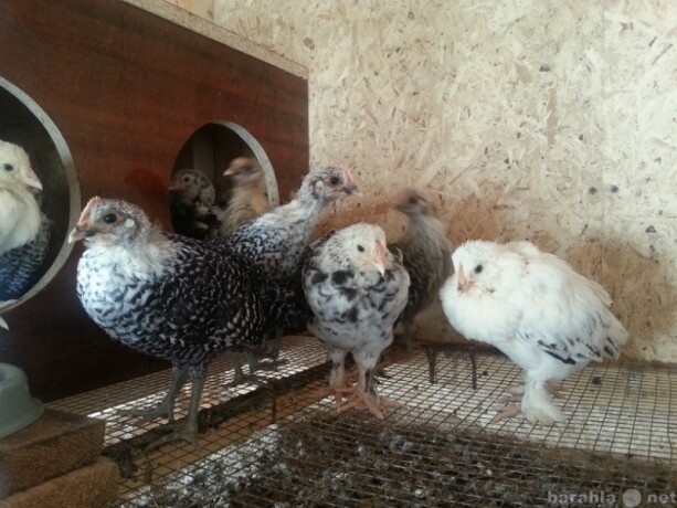 gruming-amerikanskii-koker-spaniel-v-ekaterinburge-predlozenie-uslugi-v-obieiavlenii-u16380327-6133332-na-baraxlanet-big-0