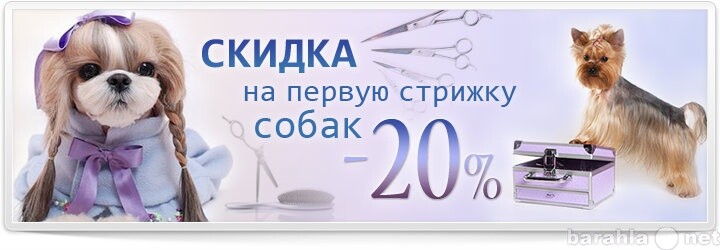 vozmite-psa-v-zlatouste-predlozenie-uslugi-v-obieiavlenii-u15471886-5988938-na-baraxlanet-big-2
