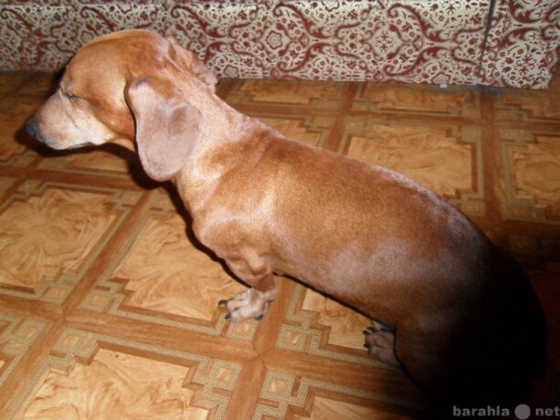 veterinarnaia-pomoshh-na-domu-v-sanktpeterburge-predlozenie-uslugi-v-obieiavlenii-u14488887-5718897-na-baraxlanet-big-2