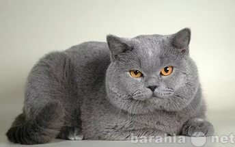 strizka-kosek-i-sobak-vyezd-v-celiabinske-predlozenie-uslugi-v-obieiavlenii-u14204042-5599175-na-baraxlanet-big-2
