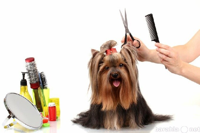 angliiskii-kokerspaniel-dlia-viazki-v-prokopevske-predlozenie-uslugi-v-obieiavlenii-u12324712-5055299-na-baraxlanet-big-1