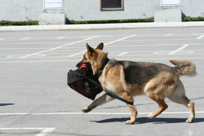 angliiskii-kokerspaniel-dlia-viazki-v-prokopevske-predlozenie-uslugi-v-obieiavlenii-u12324712-5055299-na-baraxlanet-big-4