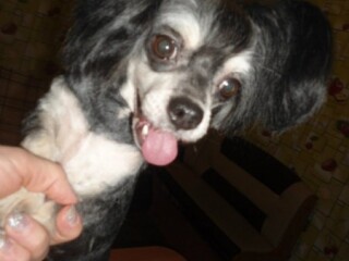 otdam-darom-kokker-spaniel-v-penze-predlozenie-uslugi-v-obieiavlenii-u11897496-4861565-na-baraxlanet