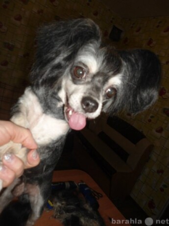 skoraia-veterinarnaia-pomoshh-03-v-dolgoprudnom-predlozenie-uslugi-v-obieiavlenii-u11391362-4771935-na-baraxlanet-big-0