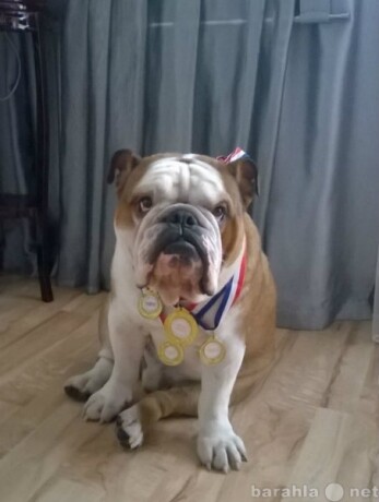 uslugi-vet-vraca-kruglosutocno-v-ussuriiske-predlozenie-uslugi-v-obieiavlenii-u6189736-3075897-na-baraxlanet-big-1