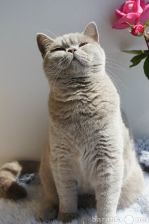 uslugi-vet-vraca-kruglosutocno-v-ussuriiske-predlozenie-uslugi-v-obieiavlenii-u6189736-3075897-na-baraxlanet-big-5