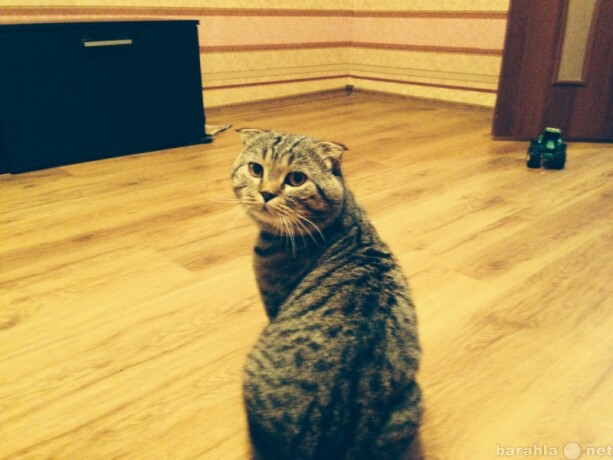uslugi-vet-vraca-kruglosutocno-v-ussuriiske-predlozenie-uslugi-v-obieiavlenii-u6189736-3075897-na-baraxlanet-big-2