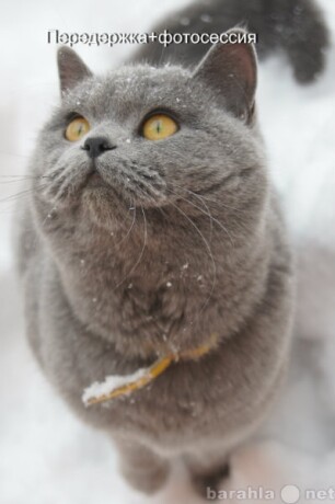 uslugi-vet-vraca-kruglosutocno-v-ussuriiske-predlozenie-uslugi-v-obieiavlenii-u6189736-3075897-na-baraxlanet-big-4