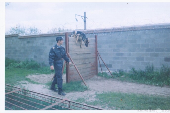 taksi-dlia-vasix-pitomcev-v-kurgane-predlozenie-uslugi-v-obieiavlenii-u9754354-4425290-na-baraxlanet-big-2