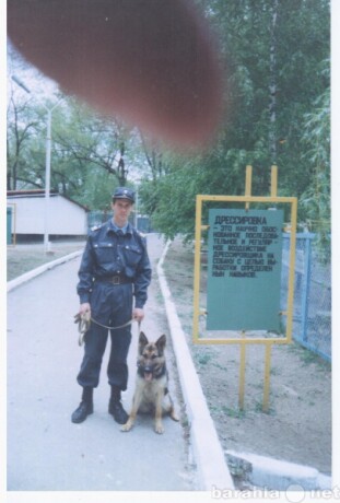 taksi-dlia-vasix-pitomcev-v-kurgane-predlozenie-uslugi-v-obieiavlenii-u9754354-4425290-na-baraxlanet-big-3
