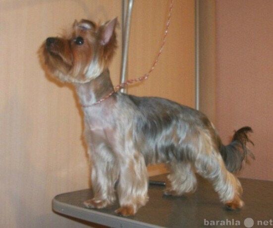 strizka-sobak-i-kosek-v-kaliningrade-predlozenie-uslugi-v-obieiavlenii-u5394227-2802580-na-baraxlanet-big-5