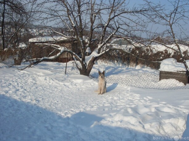 viazka-s-sotlandskim-kotom-v-saratove-predlozenie-uslugi-v-obieiavlenii-u4730602-2186584-na-baraxlanet-big-0