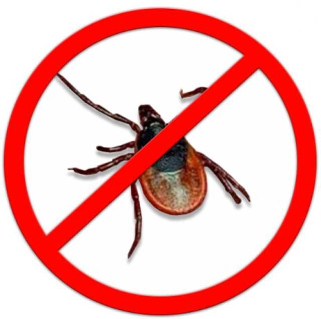 unictozenie-nasekomyx-v-irkutske-predlozenie-uslugi-v-obieiavlenii-u27406245-na-baraxlanet-big-2